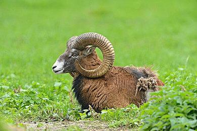 PC游戏强制关联PSN账号的决定仍然不受玩家欢迎