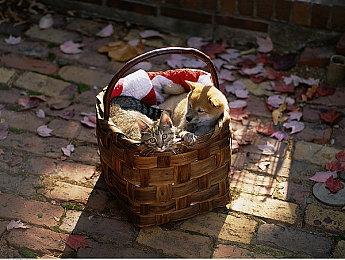 《星空》“高清重制”MOD公布 第一版很快推出